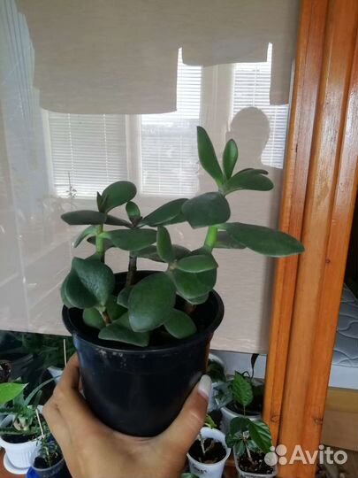 Крассула толстянка