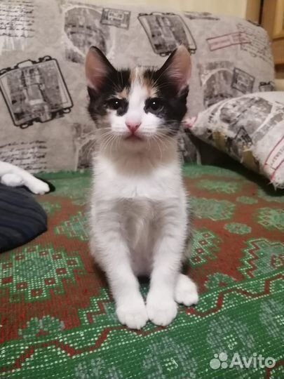Кошечка в добрые руки