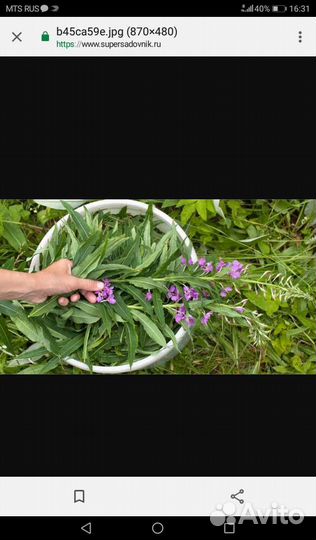 Иван чай Доставка Ягода закончилась