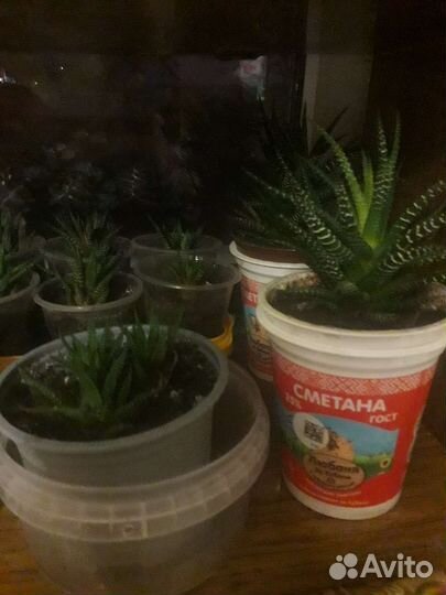 Комнатные цветы