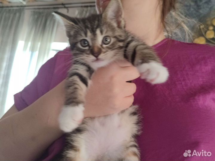 Милая кошечка ищет родителей