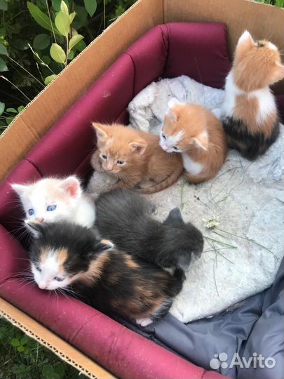 Котята