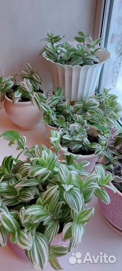 Традесканции сортовые разные