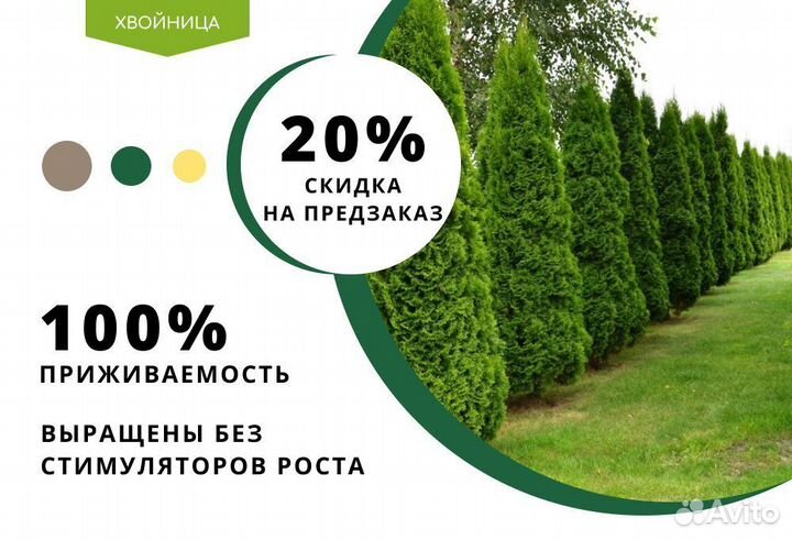 Туя Западная Колумна