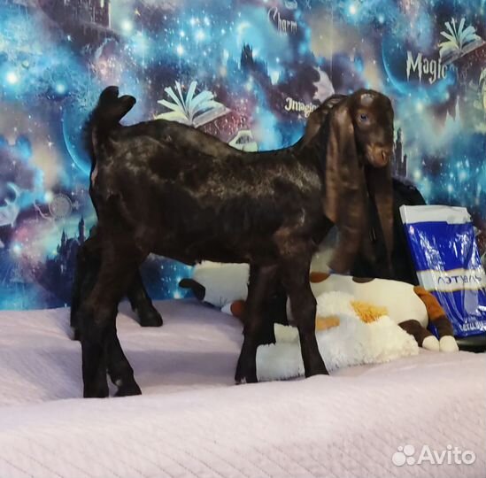 Козочка чп камори