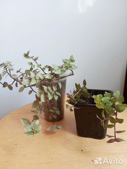 Комнатные растения(часть 1)