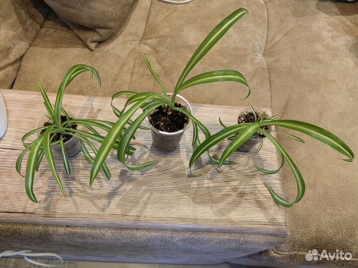 Хлорофитум кудрявый