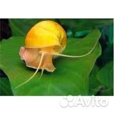 Улитки аквариумные ампулярии