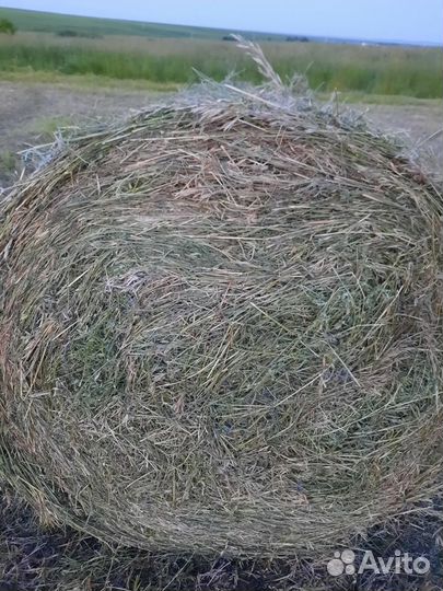 Продам сено укос 2024