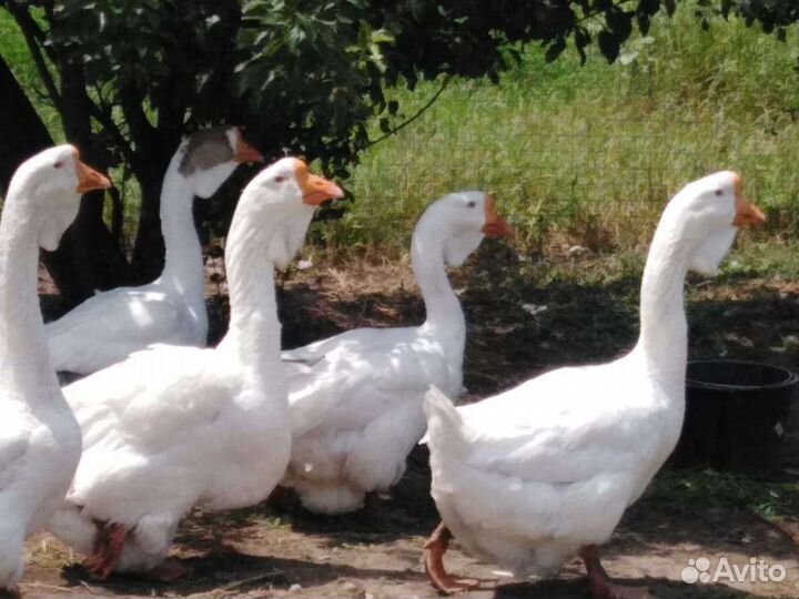 Холмогорские гуси