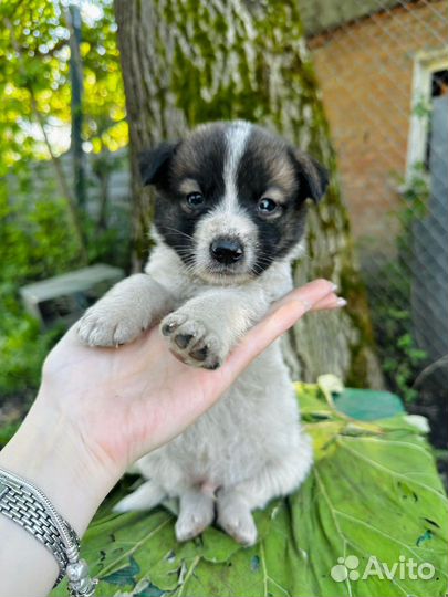 Щенок мальчик