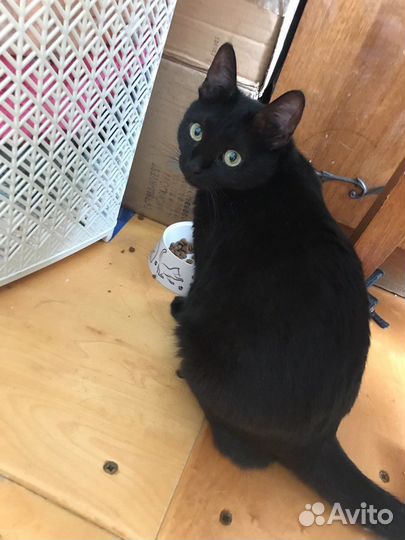 Черная кошечка