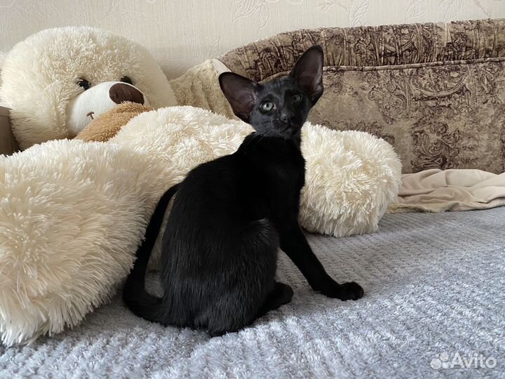 Ориентальные котята