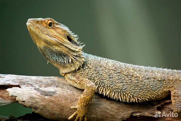 Бородатая агама малыши