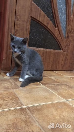 Котенок,кошка