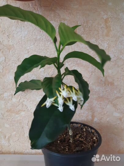 Хойи Шеперди и Мультифлора