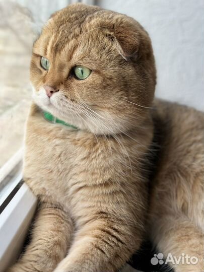 Кот на вязку