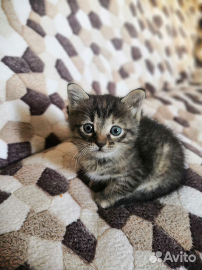 Котенок девочка в добрые руки