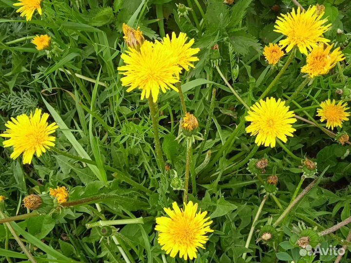 Варенье (мёд)