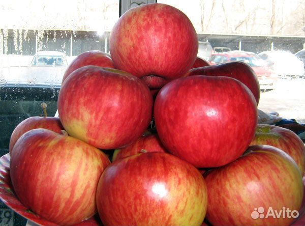 Яблоня Апорт Алма-Атинский Саженцы