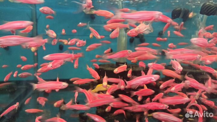 Цветные рыбки