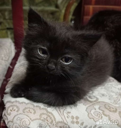 Кошка в дар бесплатно