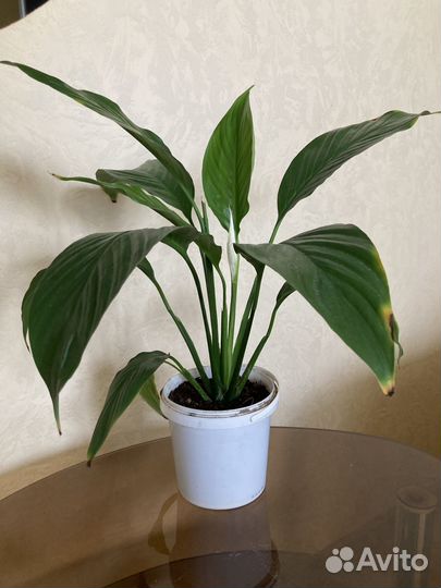 Спатифиллум