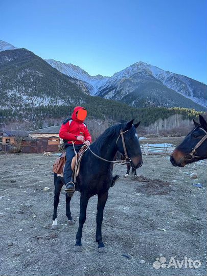 Карачаевский жеребец