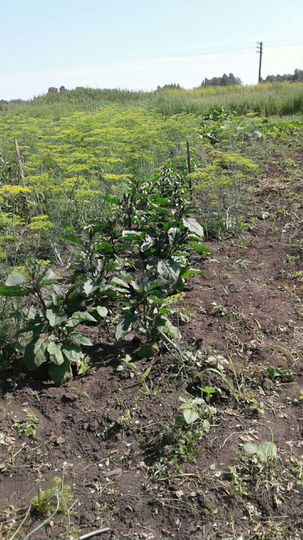 Дом 56 м² на участке 28 сот.