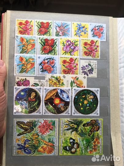 Кролекция Фауны Бурунди Африка