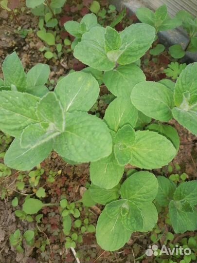 Мелисса лимонная, мята перечная