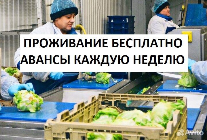 Фасовщик на овощебазу/ вахта с проживанием