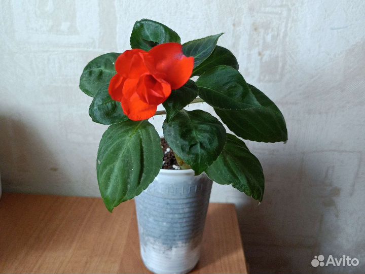 Бальзамины махровые