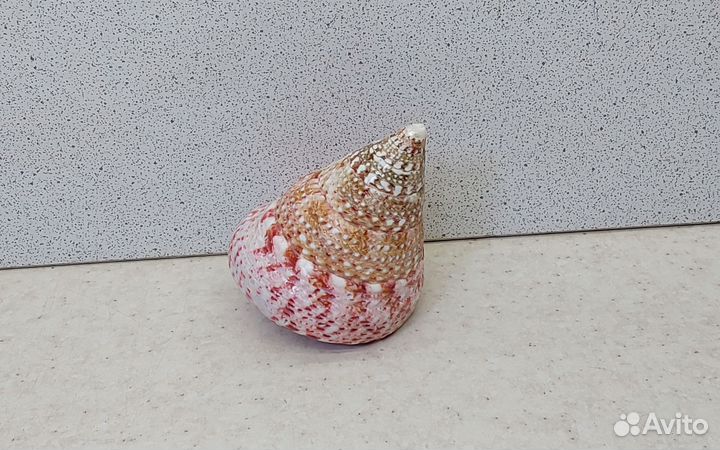 Трохус красный 6,4 морская ракушка раковина