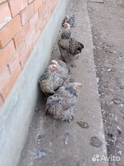 Куры брама