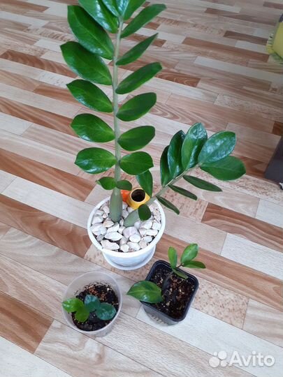 Замиокулькас