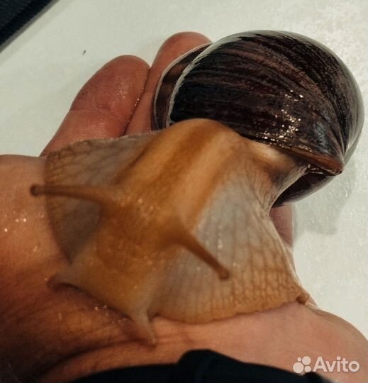 Улитки ахатины 4шт. бесплатно