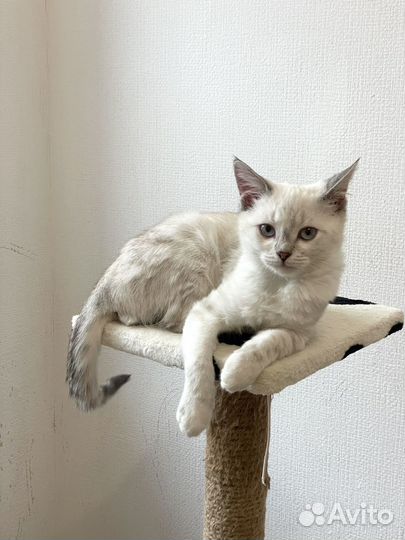 Котенок мальчик ищет дом