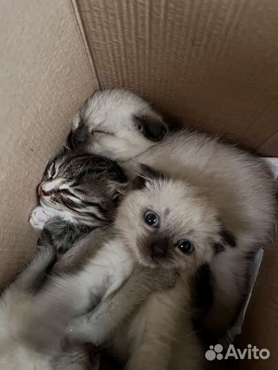 Отдам котят