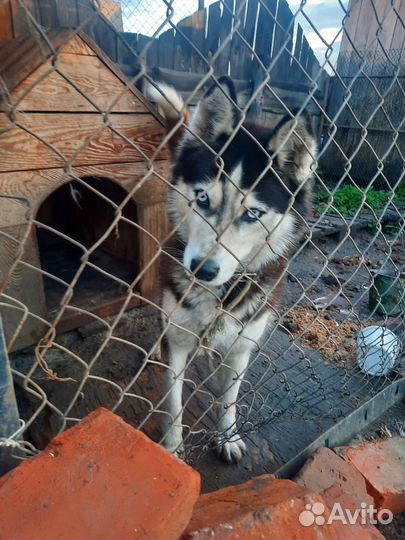 Сибирский хаски