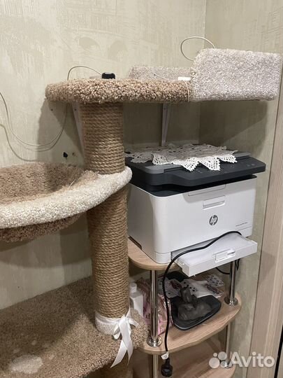 Кошачий комплекс