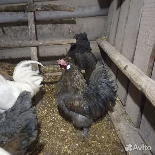 Молодые петухи