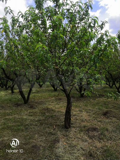 Участок 12 га (СНТ, ДНП)