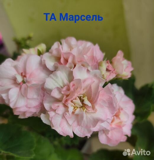 Пеларгония герань