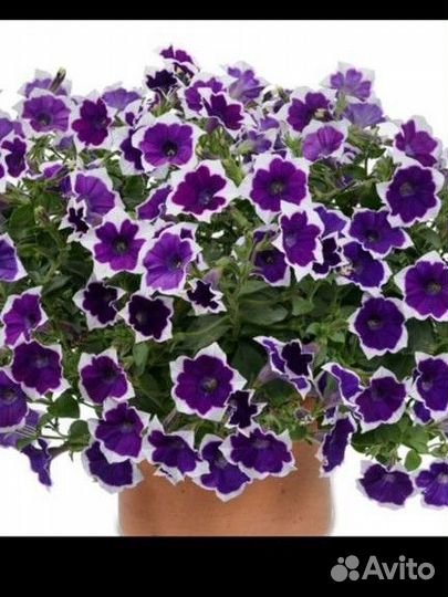 Петуния,калибкахо,вербена,ампельная