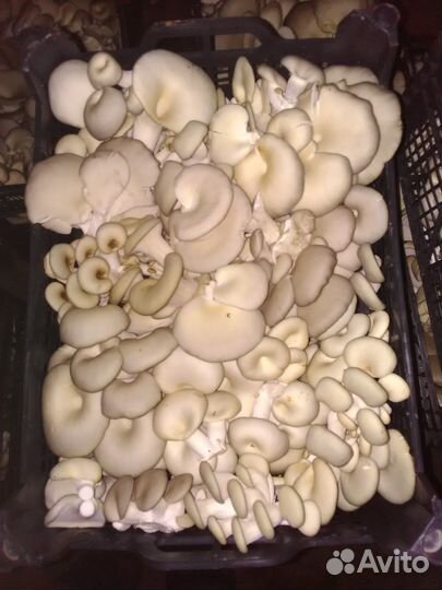 Грибные блоки