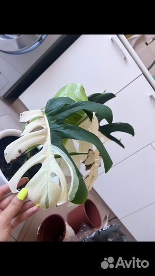 Монстера альба луна верхушка