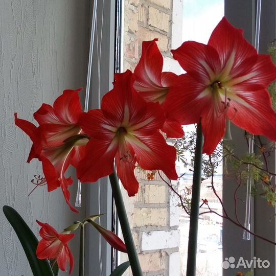 Амариллис, гиппеаструм