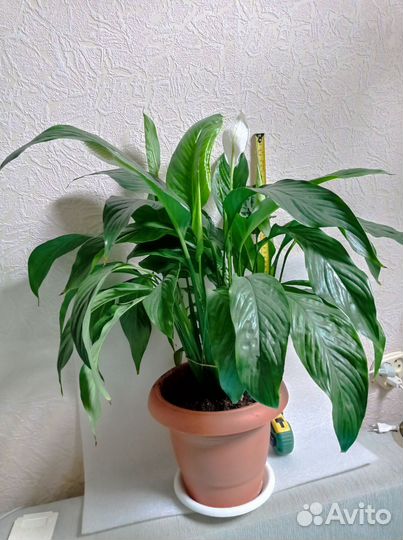 Цветы комнатные