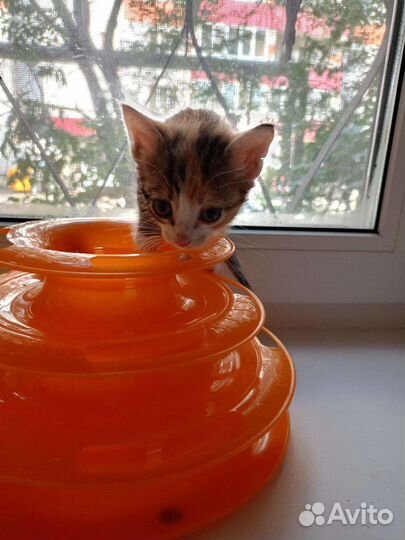 Котёнок девочка в добрые руки